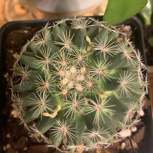Green Cactus in Black Pot